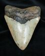Beautiful Inch Megalodon Tooth #1668-1
